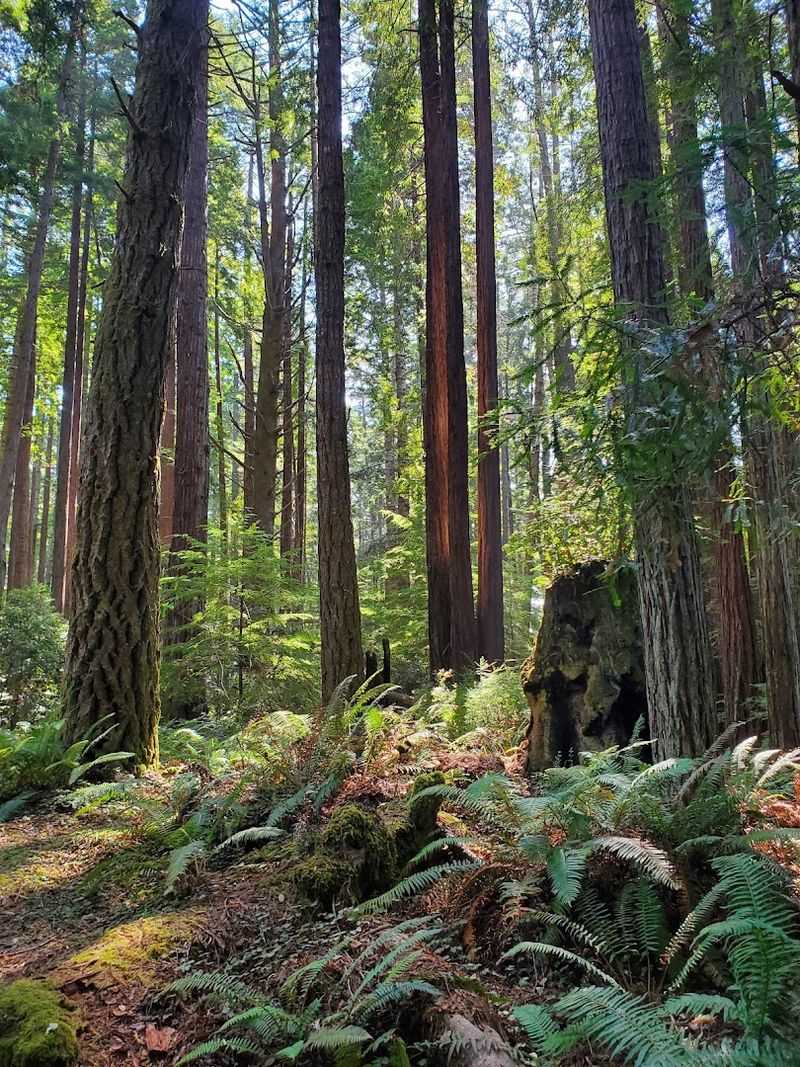 Why This Mendocino County Reserve Feels So Much Bigger Than It Looks