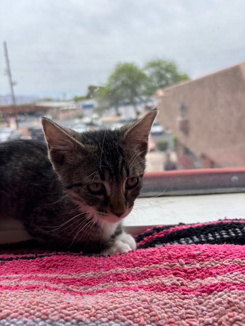 Three Floors Of Feline Fun