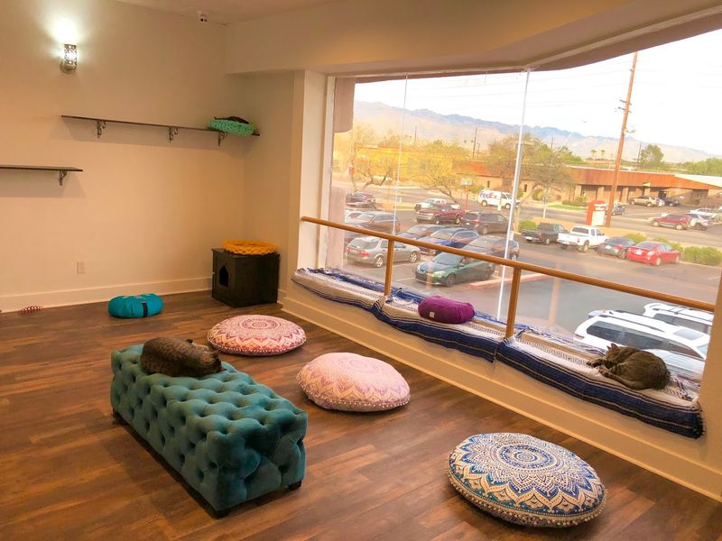 Why Cat Cafés Are Great For Relaxation