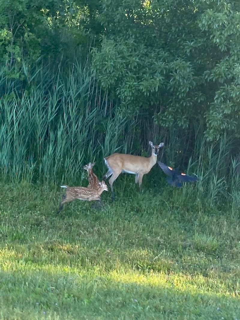 Erie Lackawanna Trail