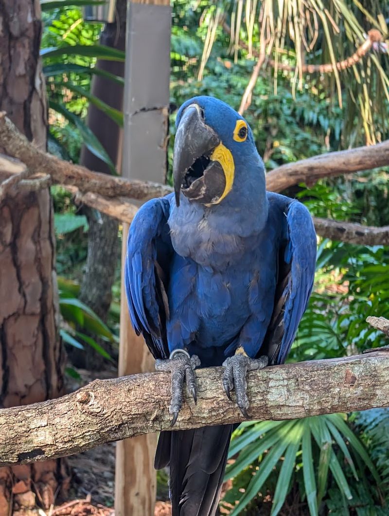 Exploring The Rainforest Revealed Section