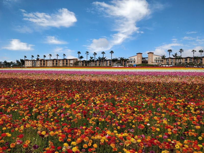 Exploring The Fields: What Visitors Can Actually Do