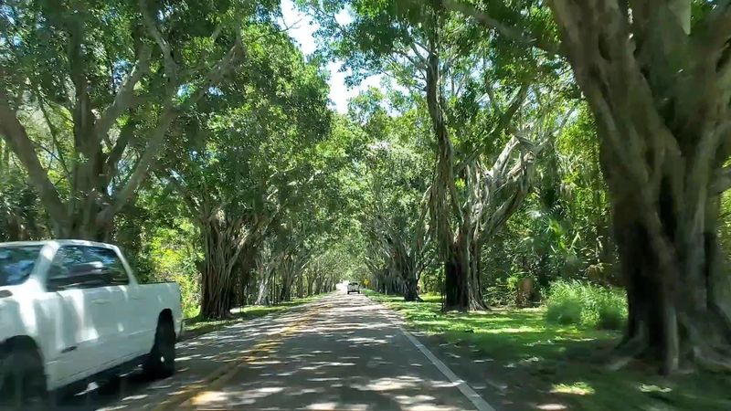 The Banyan Trees, Most Dramatic Street Lining