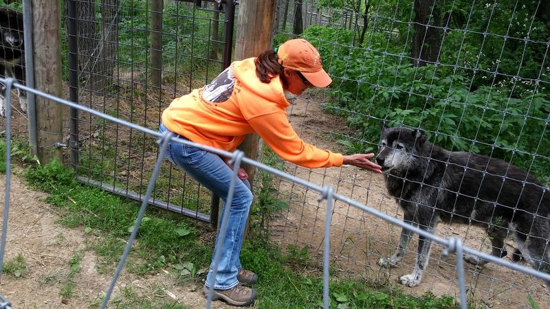 Getting Up Close With The Wolves
