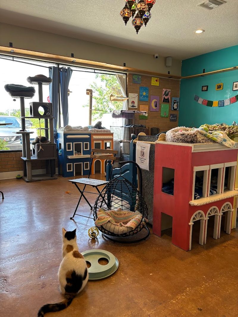 The Cats Themselves Are The Real Stars Here