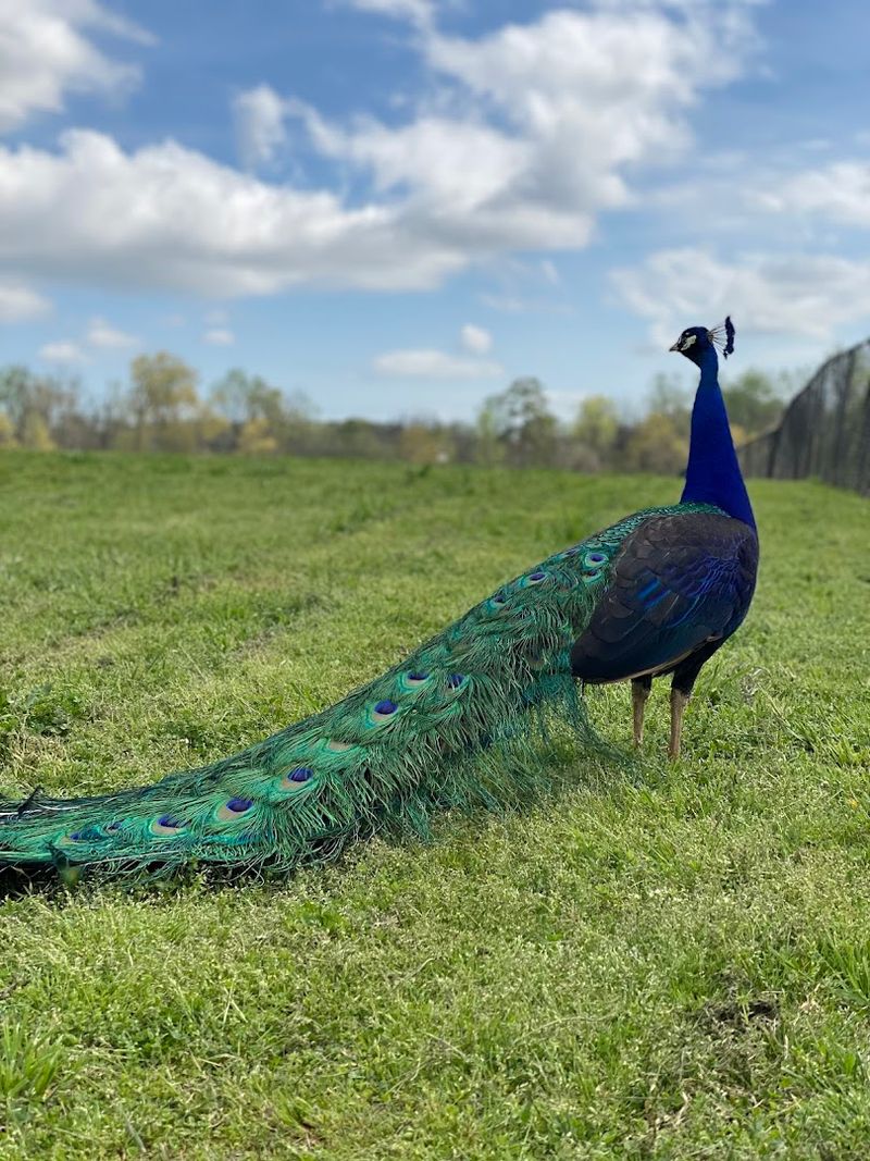 Why Animal Lovers Can't Stop Talking About It