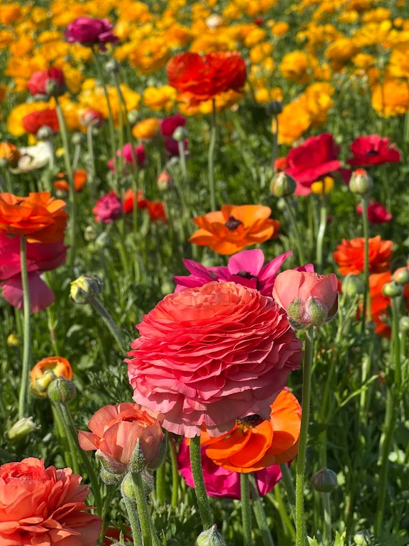 What Makes Ranunculus The Star Of The Show