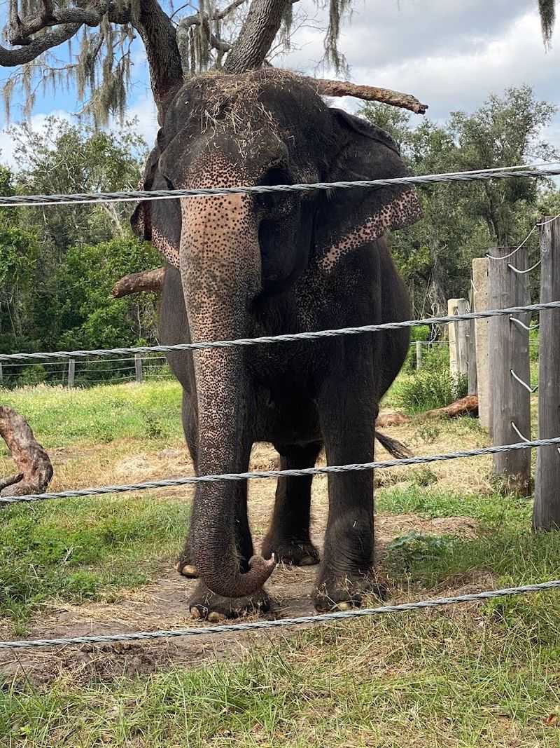 The Elephant Encounter Experience