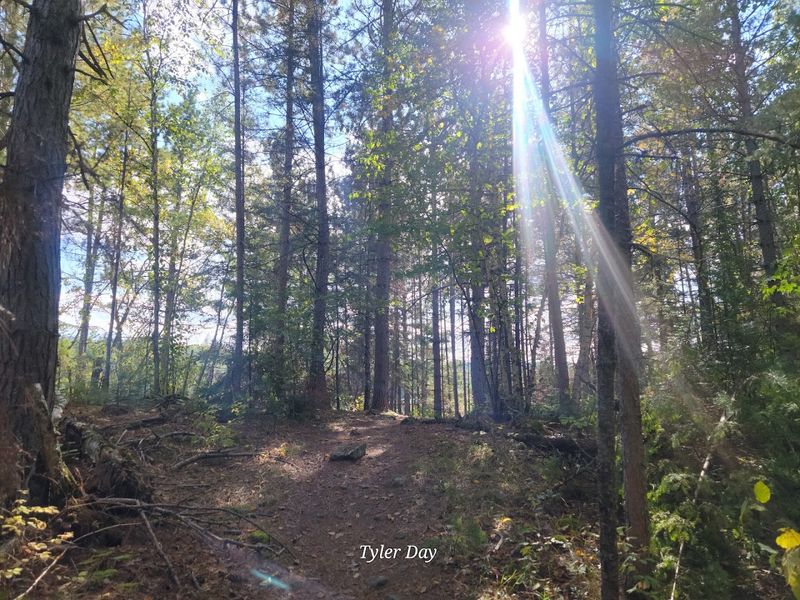 A Forest Path That Feels Peaceful And Remote