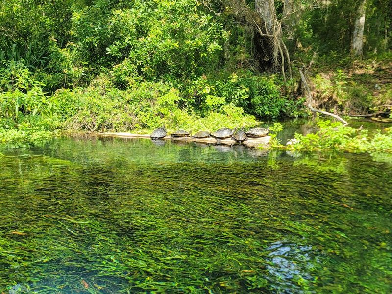 The Rhythm Of Tubes And Shuttles