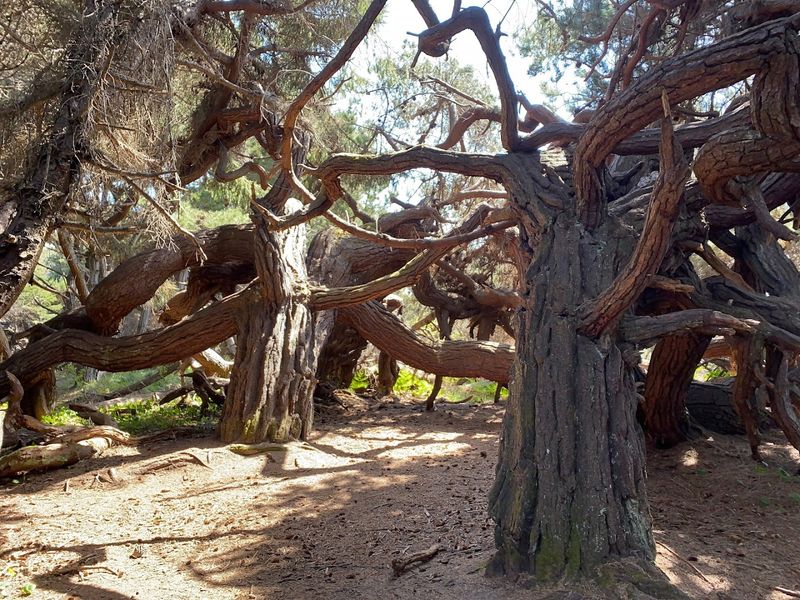 The Tiny Twisted Forest That Brings A Whole New Atmosphere