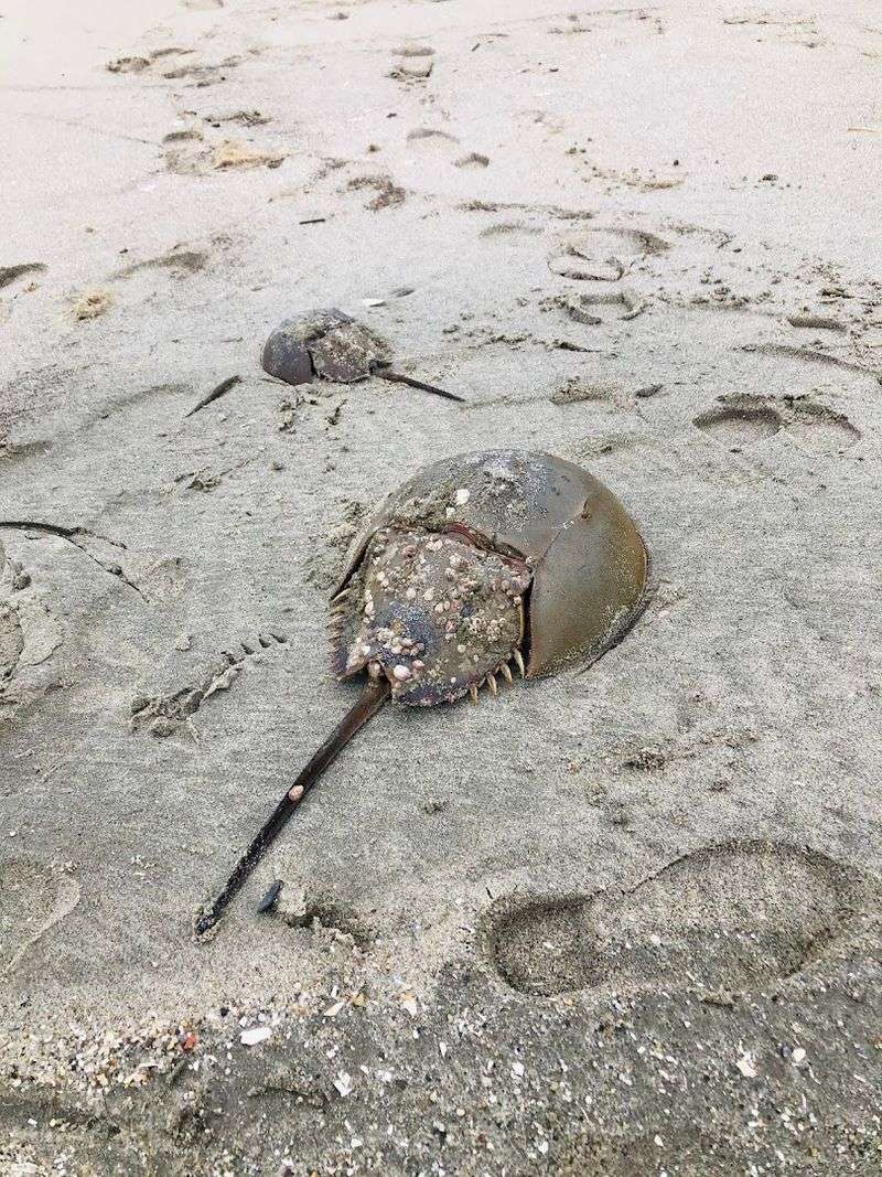The Horseshoe Crab Story You Did Not See Coming