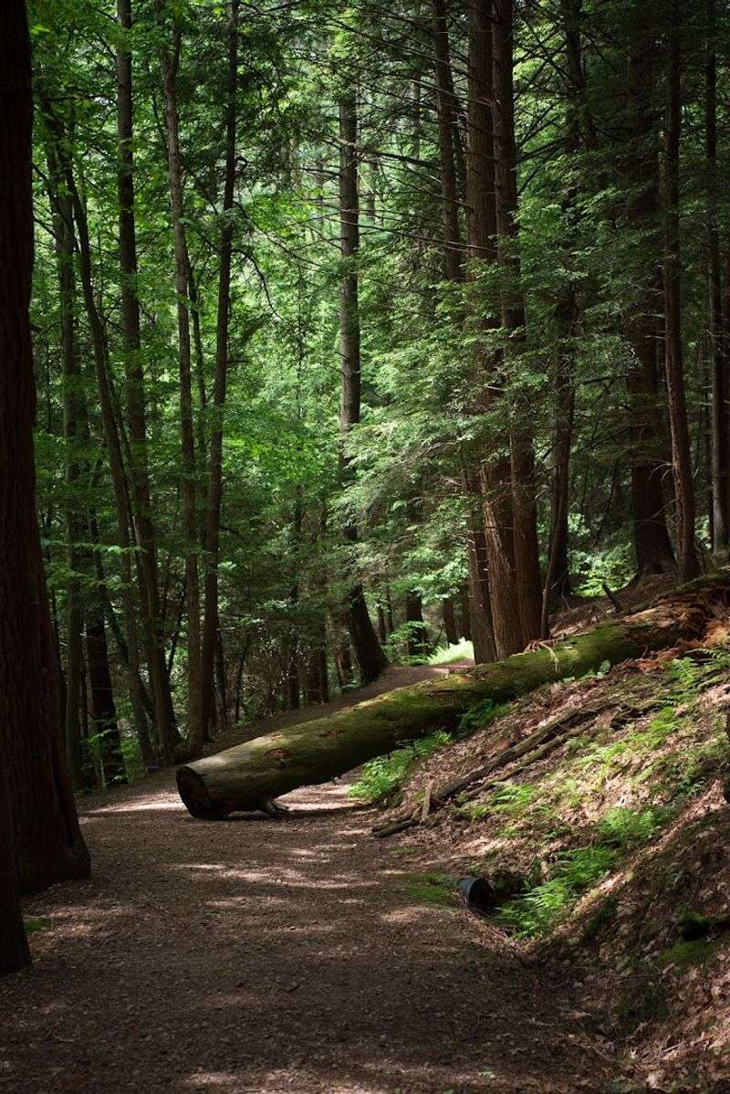 The Cathedral Feeling Is Real