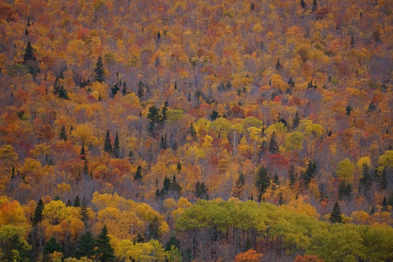 Fall Foliage That Rewrites The Rules Of Color