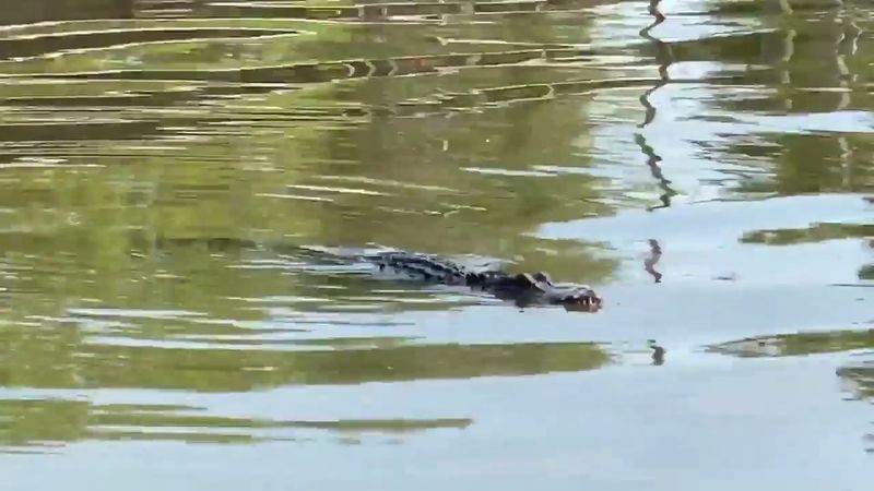 Wildlife That Will Stop You In Your Tracks