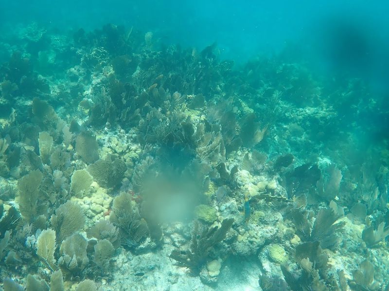 The Emerald Lagoon And What Lives Inside It