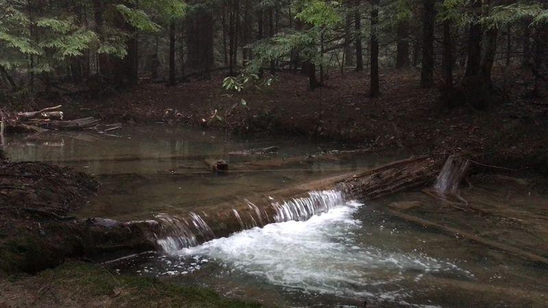 What The Forest Does To The Atmosphere Here