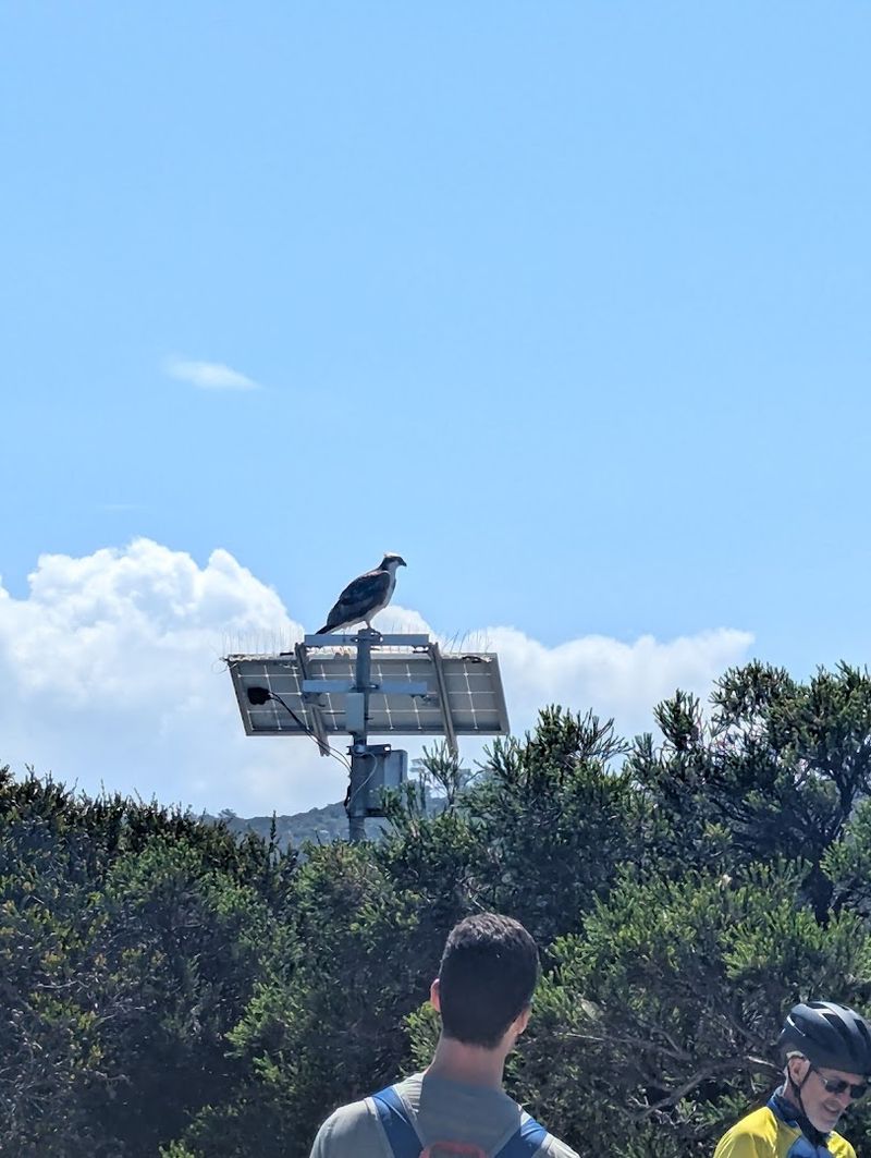 Wildlife You Might Actually See