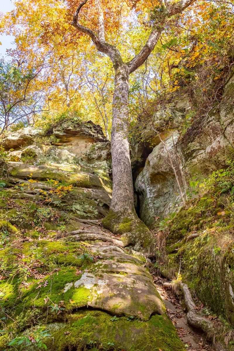 Forest Atmosphere That Changes With The Seasons