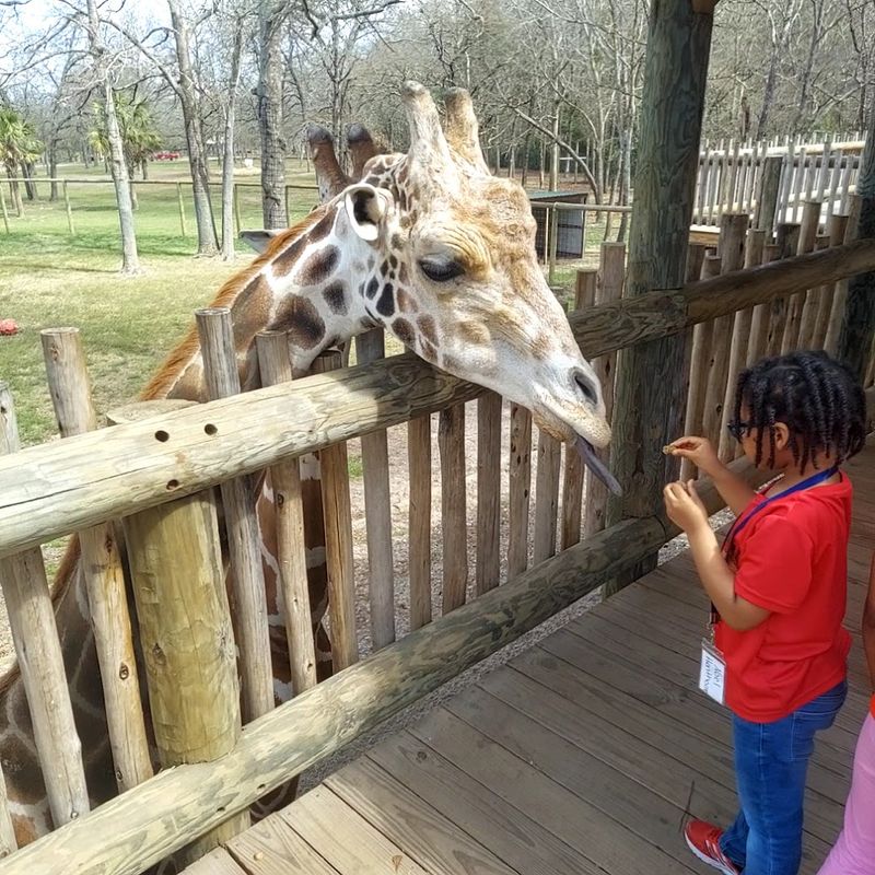 Getting Up Close With Giraffes