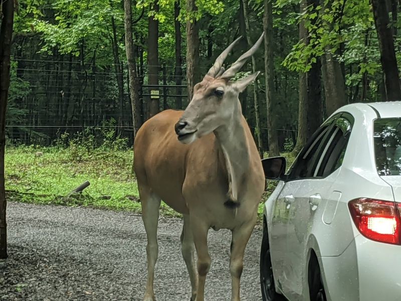 How The Drive-Through Route Works