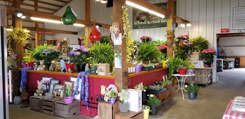 Flowers, Wildflowers, And The Joy Of Cutting Your Own Bouquet