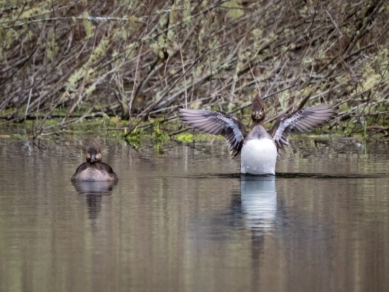 Wildlife Watching That Rewards Patient Visitors