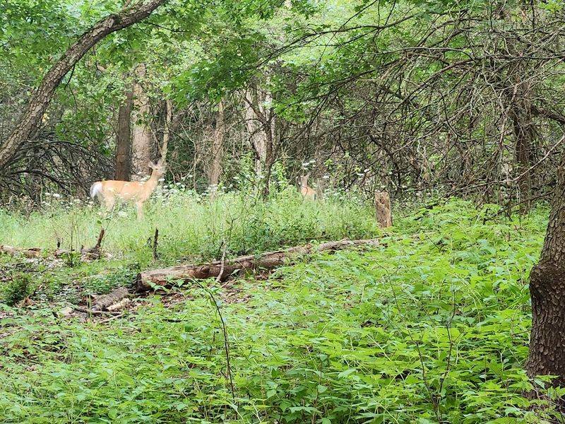 Wildlife That Shows Up Without An Invitation