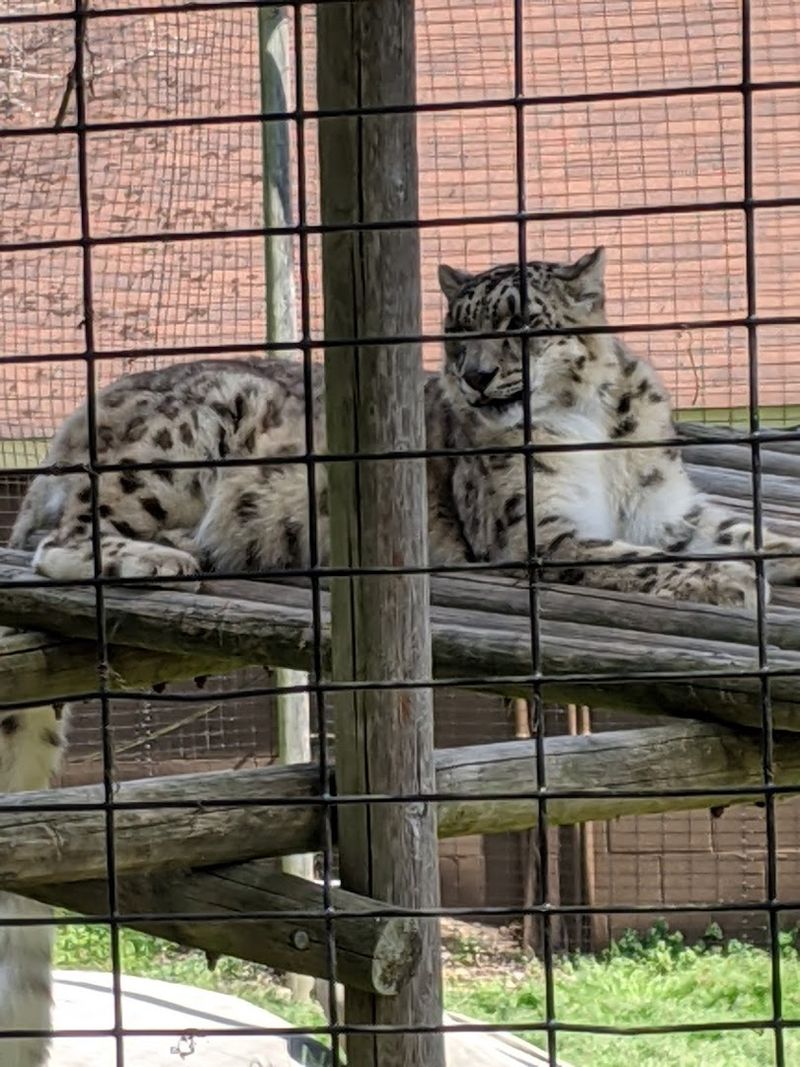 Cheetahs, Cubs, And Their Unlikely Canine Companions