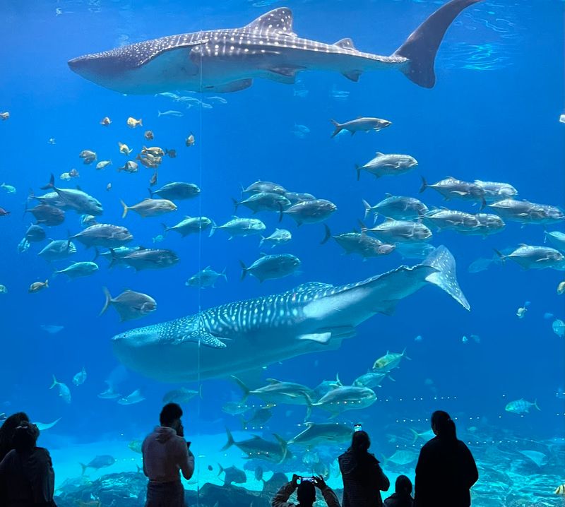 Why Atlanta Makes The Perfect Home For This Aquarium