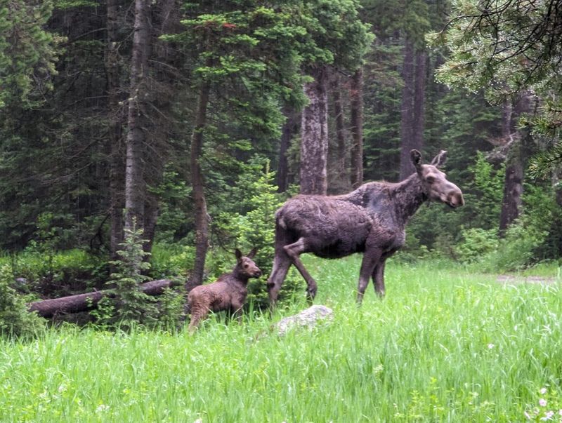 Wildlife That Shares The Canyon With You