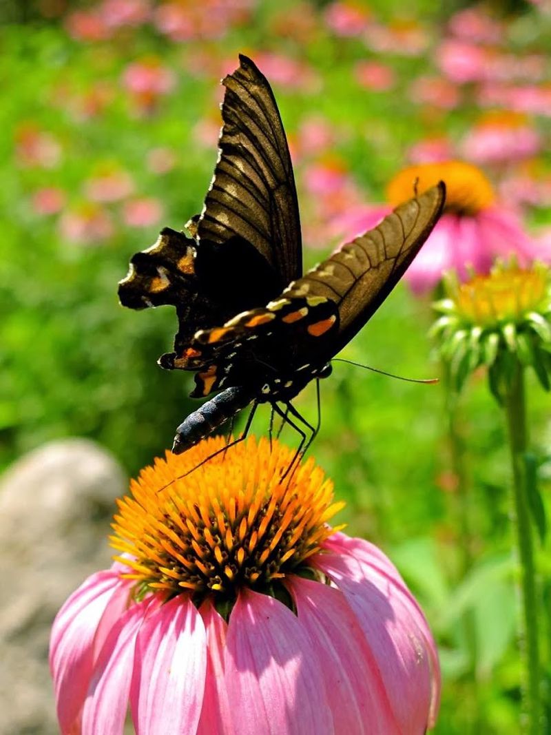 The Gardens That Sneak Up On You