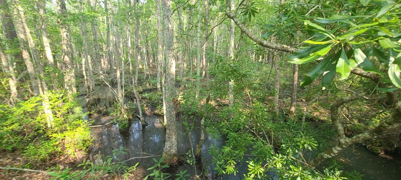 Wildlife Beyond The Alligators