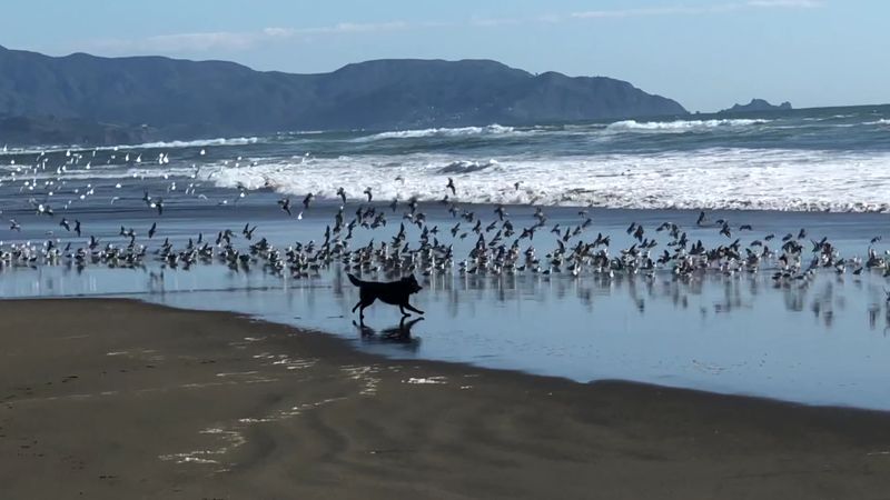 Fort Funston Beach