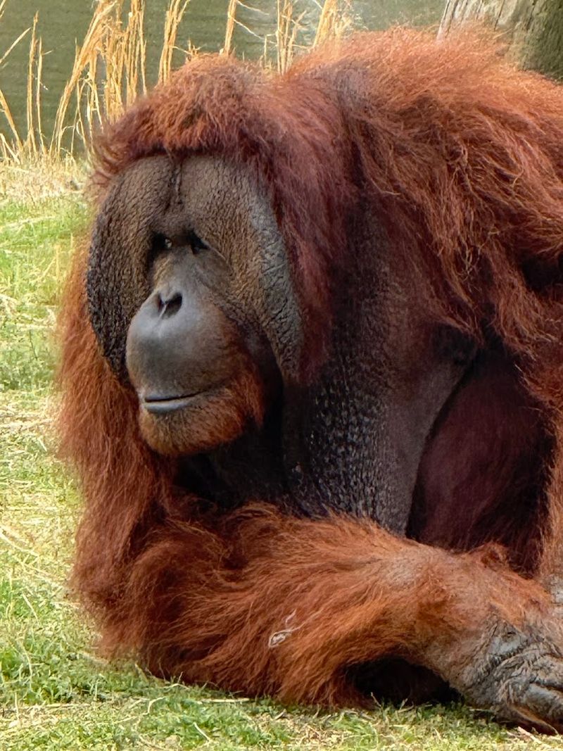 Orangutans, Snow Leopards, And The Primate Collection