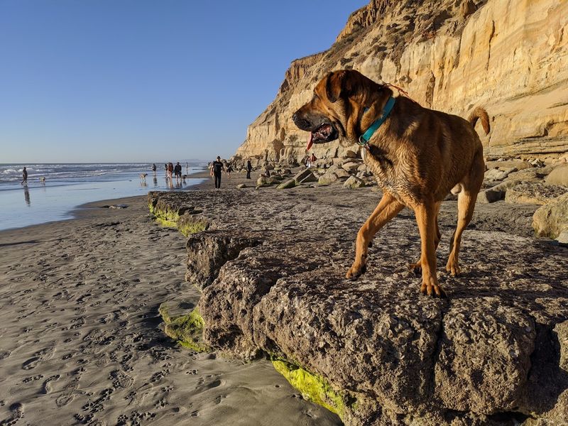  Del Mar Dog Beach