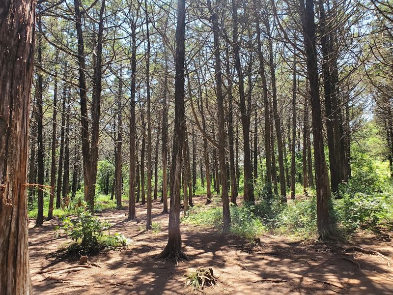 Parallel Forest Road