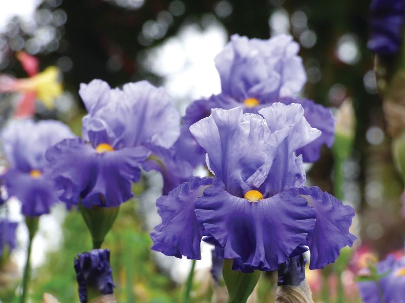 Hundreds Of Iris Varieties