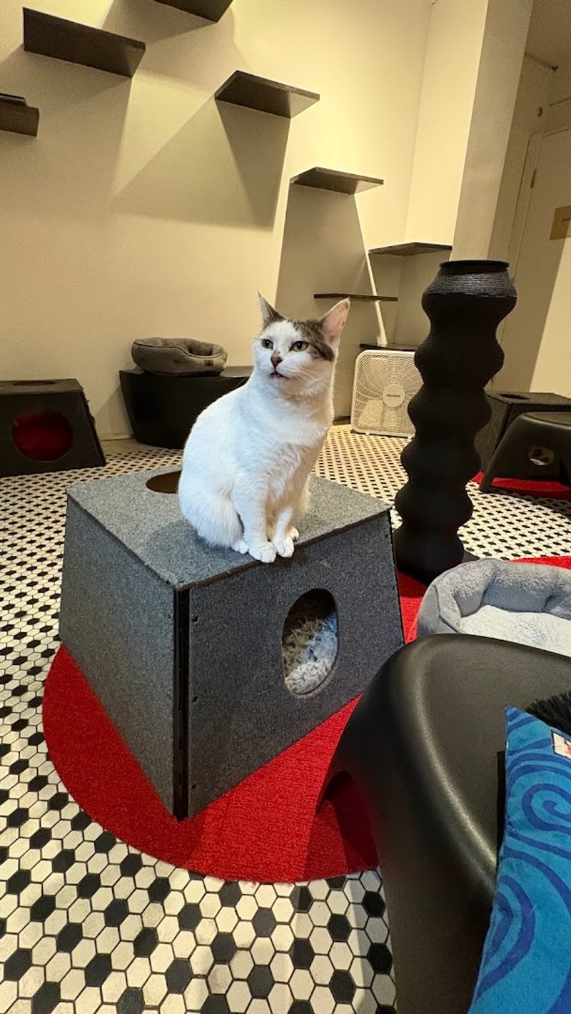 The Adoption Mission Behind Every Purr