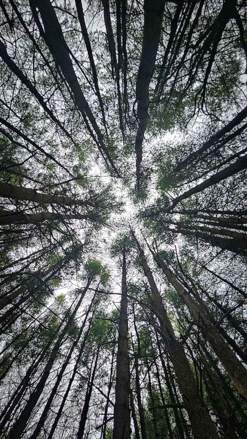 Winter Visits And The Quiet They Bring