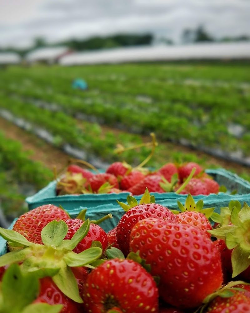 Cider Festivals And Seasonal Events Worth Planning Around