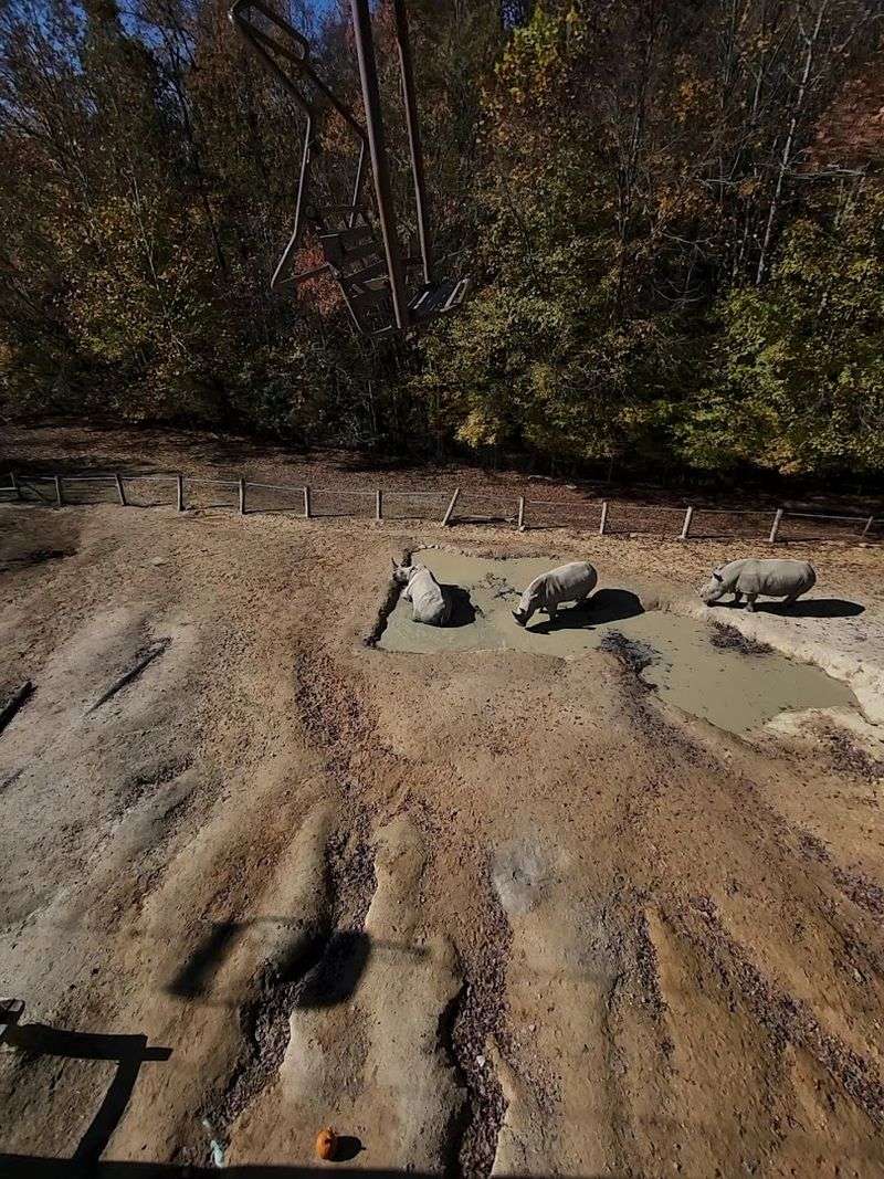 The Pygmy Hippo Experience That Steals The Show