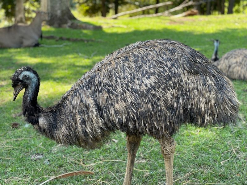 The Budgie Aviary And Bird Encounters