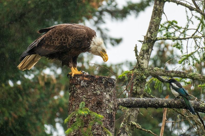 Wildlife Around Every Corner