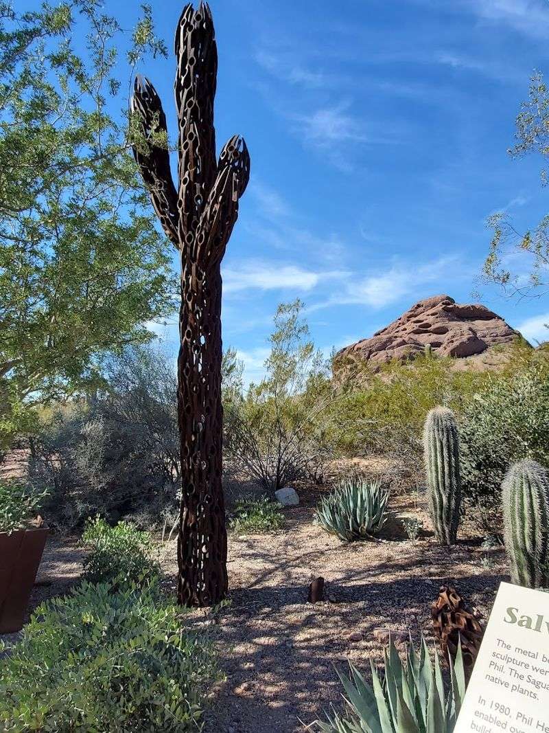 The Sonoran Desert Up Close And Personal