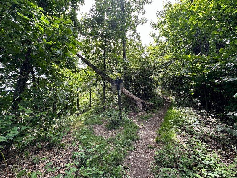 Wildlife Encounters You Did Not Plan For