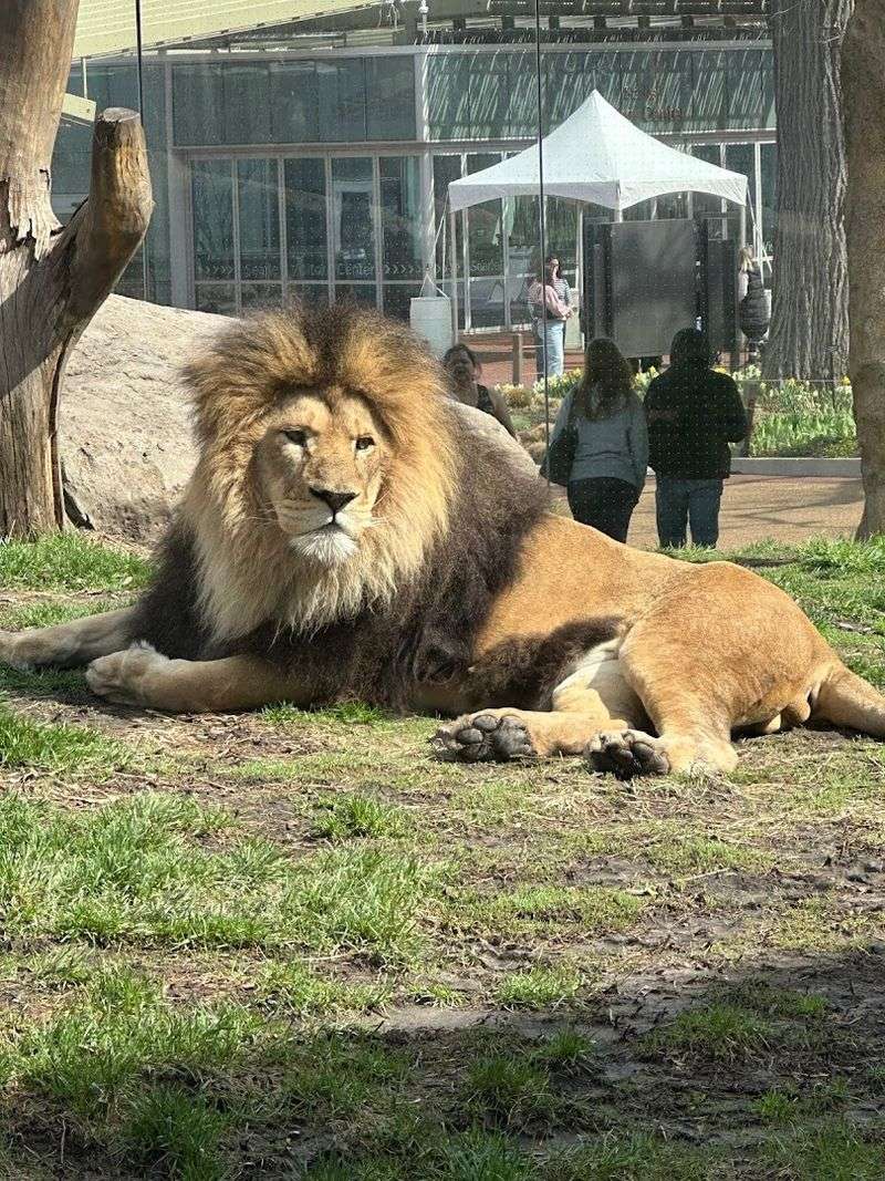 The Animals That Stop You In Your Tracks