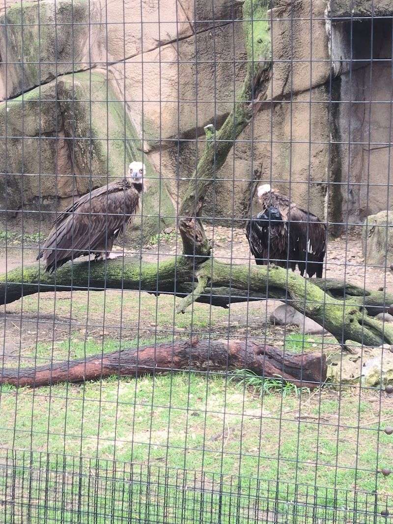 Reptiles, Birds, And The Creatures You Might Overlook