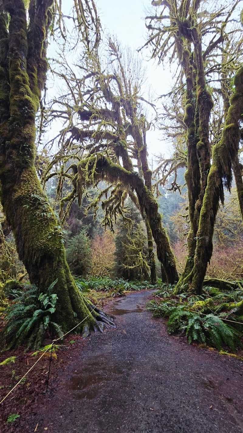 The Trees That Earned Their Title