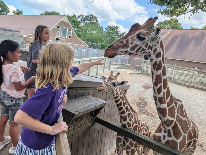 Feeding Giraffes Up Close And Personal